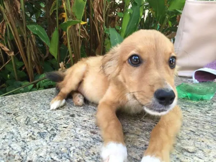 Cachorro raça Vira Lata idade 2 a 6 meses nome Moho e Mahi
