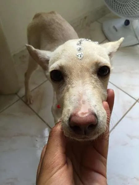 Cachorro raça Vira Lata idade 2 a 6 meses nome Moho e Mahi