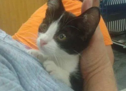 Gato ra a SRD idade 2 a 6 meses nome Lindinha