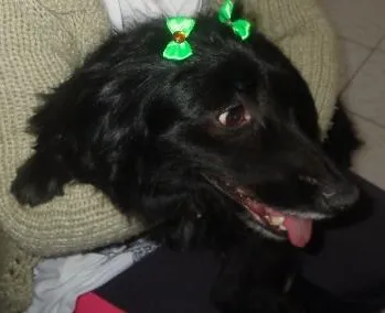 Cachorro ra a srd idade  nome Charlô