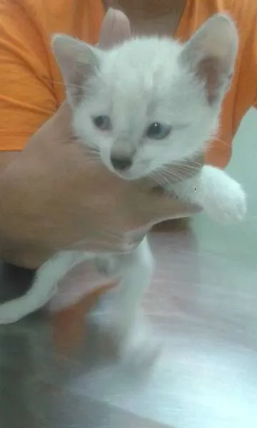 Gato ra a srd idade 2 a 6 meses nome Linda