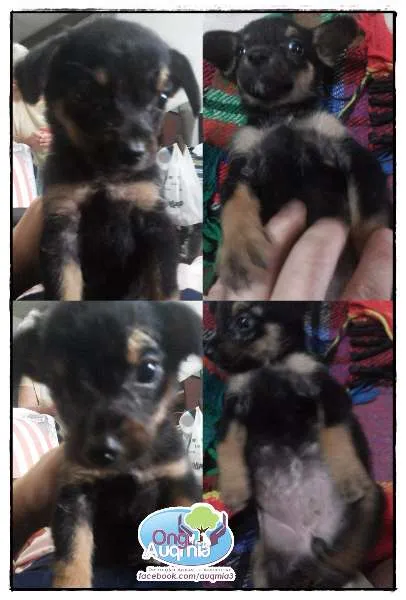Cachorro ra a SRD idade 2 a 6 meses nome Pinguinho