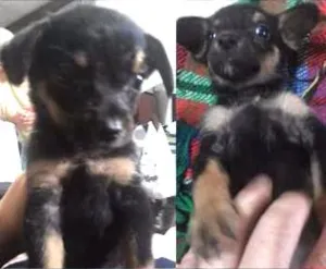 Cachorro raça SRD idade 2 a 6 meses nome Pinguinho