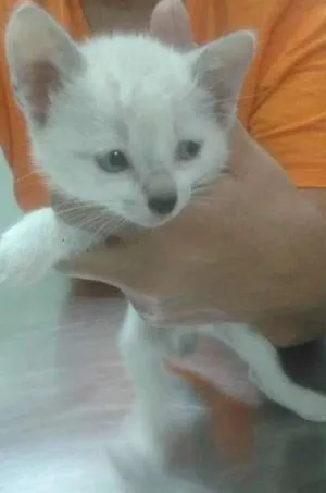 Gato raça srd idade 2 a 6 meses nome Linda