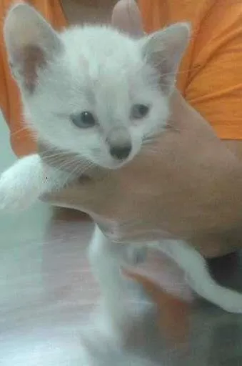 Gato ra a srd idade 2 a 6 meses nome Linda
