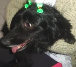 Cachorro raça srd idade  nome Charlô