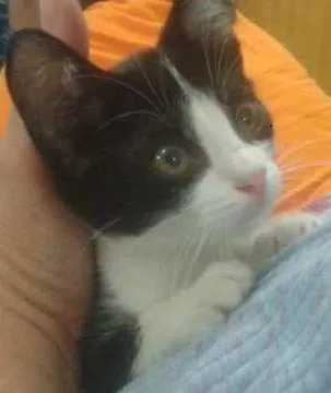 Gato ra a SRD idade 2 a 6 meses nome Lindinha