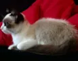 Nina