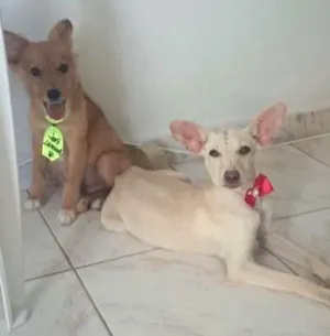Cachorro raça Vira Lata idade 2 a 6 meses nome Moho e Mahi