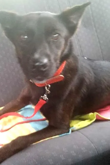 Cachorro ra a SRD idade 2 anos nome nina