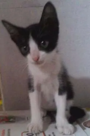 Gato raça Sem raça definida idade 2 a 6 meses nome Leona