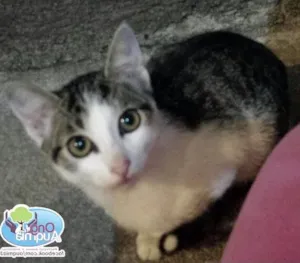 Gato raça SRD idade 2 a 6 meses nome Kiko