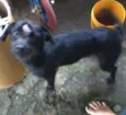 dora