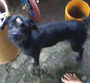 Cachorro raça  idade 2 anos nome dora