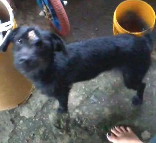 Cachorro ra a  idade 2 anos nome dora