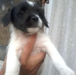 Cachorro raça  idade 2 a 6 meses nome luna