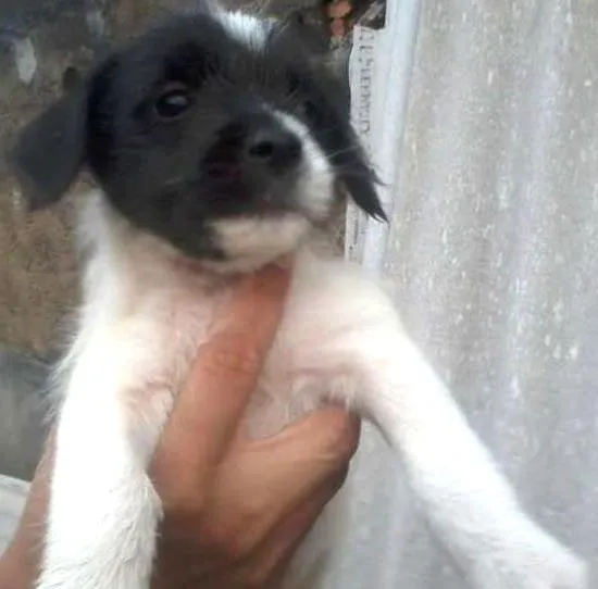 Cachorro ra a  idade 2 a 6 meses nome luna