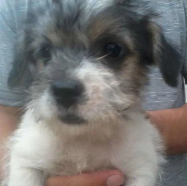 Cachorro ra a  idade 2 a 6 meses nome milu
