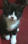 Gatinhos