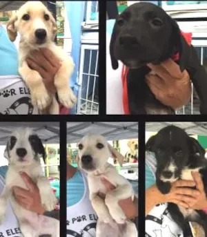 Cachorro raça SRD idade 2 a 6 meses nome Filhotes Lindos