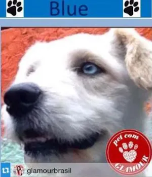 Cachorro raça poodlemix idade 2 anos nome Blue