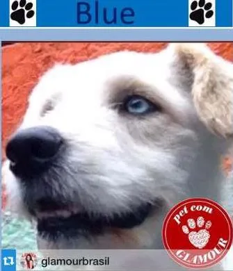 Cachorro ra a poodlemix idade 2 anos nome Blue