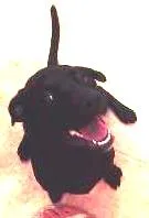 Cachorro raça vira lata idade 2 a 6 meses nome kiara