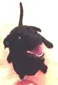 kiara