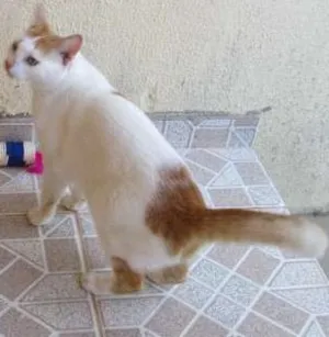 Gato raça SRD idade 3 anos nome Doris