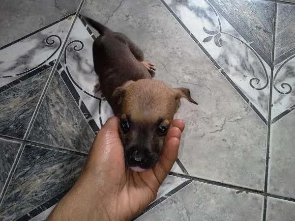 Cachorro ra a sem  idade 2 a 6 meses nome Filhotes
