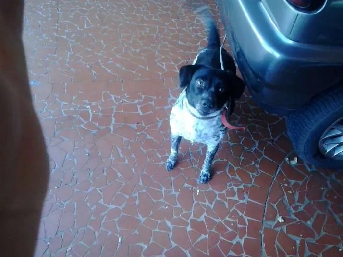 Cachorro ra a viralata idade 2 anos nome hersey