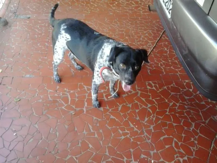Cachorro ra a viralata idade 2 anos nome hersey