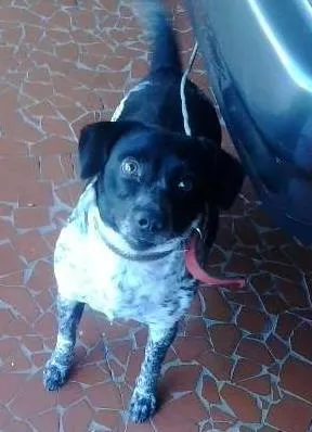 Cachorro ra a viralata idade 2 anos nome hersey