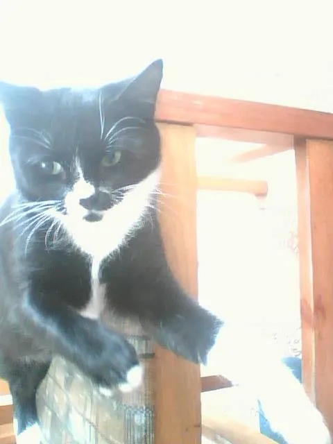 Gato ra a Vira Lata idade 3 anos nome Ferrugem