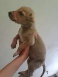 Caramelo