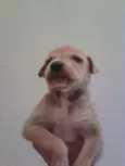 Caramelo