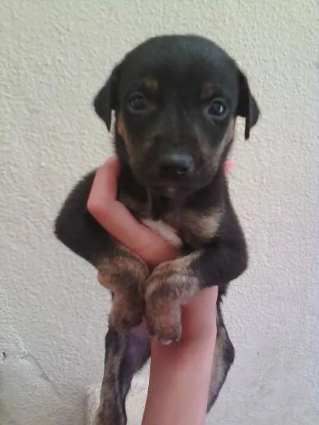 Cachorro raça SRD idade Abaixo de 2 meses nome Tricolor