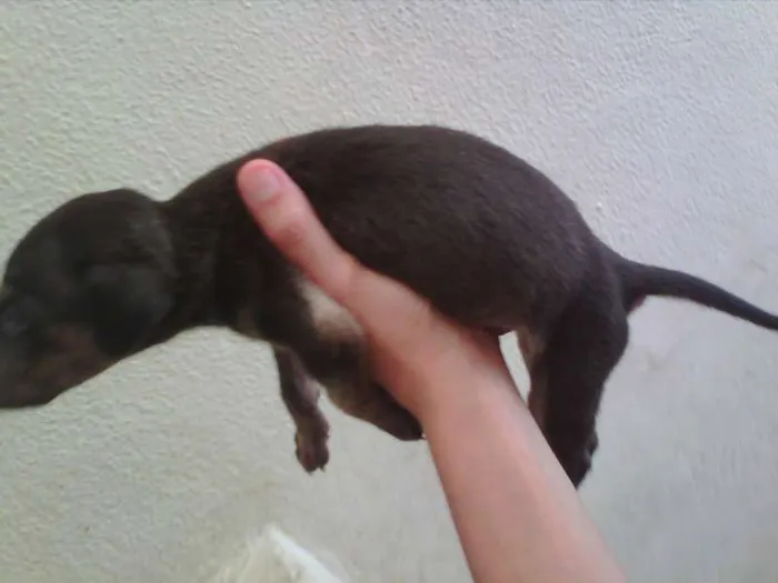 Cachorro raça SRD idade Abaixo de 2 meses nome Tricolor