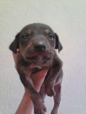 Cachorro raça SRD idade Abaixo de 2 meses nome Russo