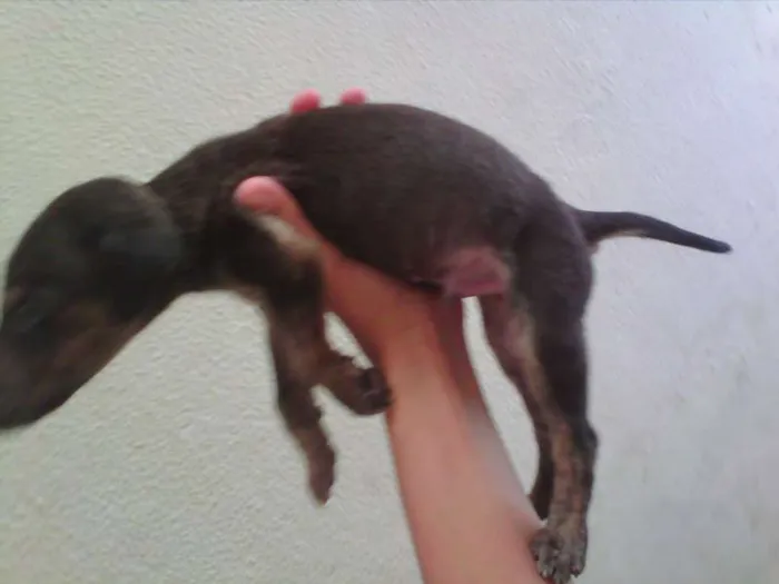 Cachorro raça SRD idade Abaixo de 2 meses nome Russo