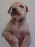 Caramelo