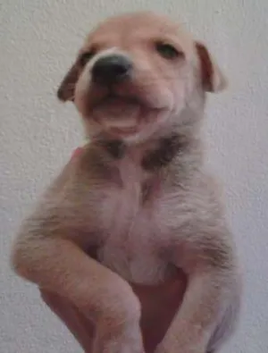 Cachorro raça SRD idade Abaixo de 2 meses nome Caramelo