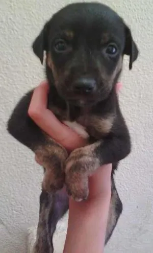Cachorro raça SRD idade Abaixo de 2 meses nome Tricolor
