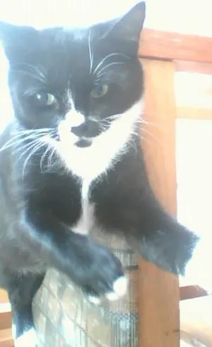 Gato raça Vira Lata idade 3 anos nome Ferrugem