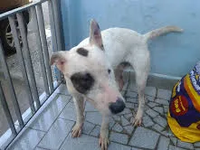 Cachorro ra a BUTERRIER idade 2 anos nome MALQUE