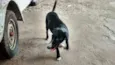 laika