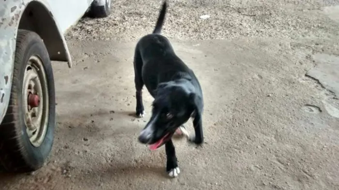 Cachorro ra a sem raça idade 2 anos nome laika