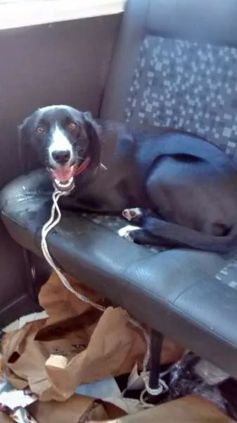 Cachorro ra a sem raça idade 2 anos nome laika