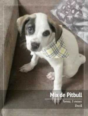 Cachorro raça SRD idade 2 a 6 meses nome Tomaz