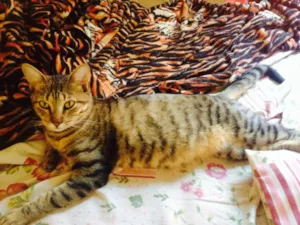 Gato raça  idade 7 a 11 meses nome Jady
